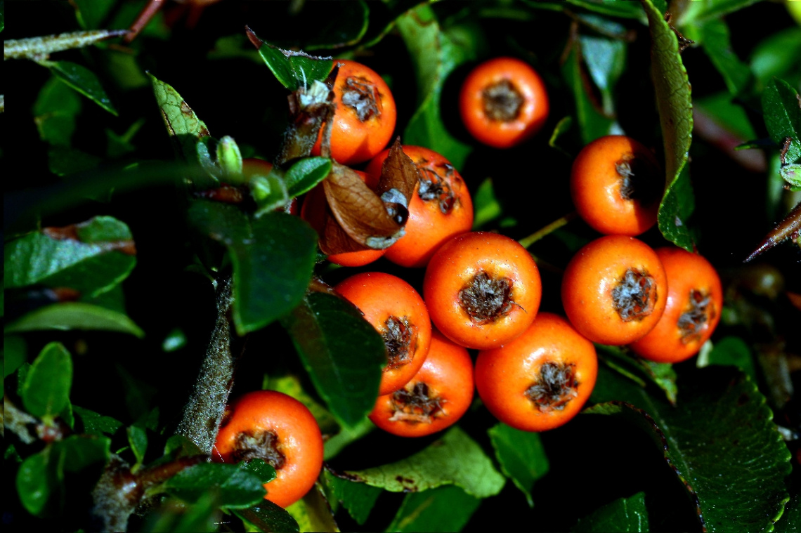 BEEREN