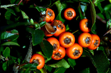 BEEREN