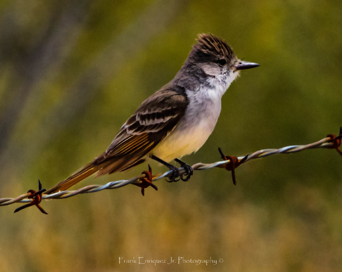 Northern Beardless-Tyrannulet from Arizona