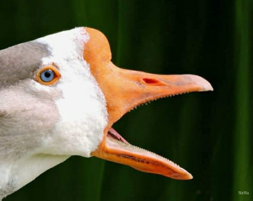 Goose 