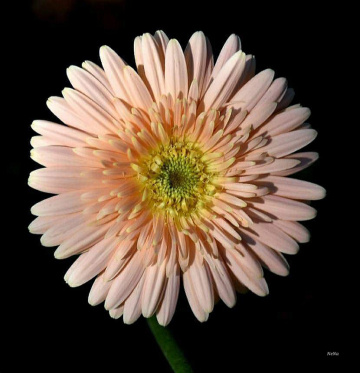 Gerbera