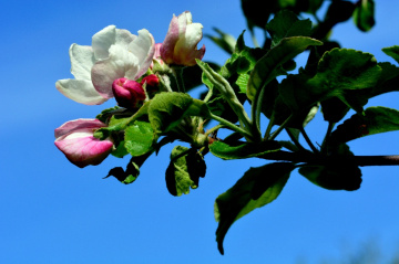 BLÜTEN