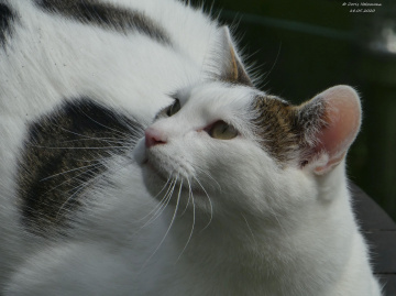 The neighbor's cat is looking for birds (1)