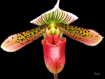 Cypripedioideae