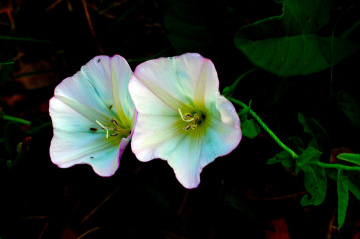 BLÜTEN