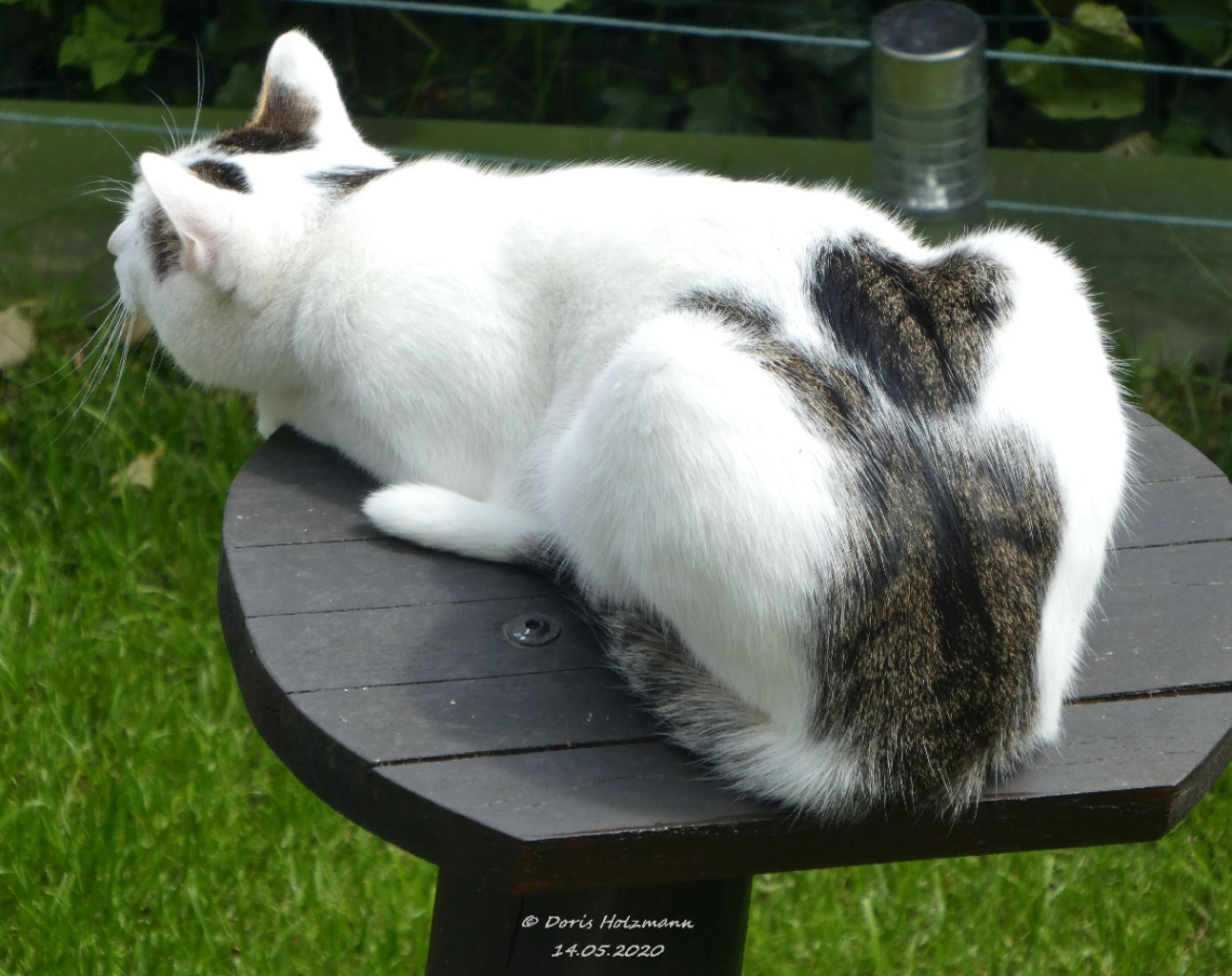 The neighbor's cat is looking for birds (2)