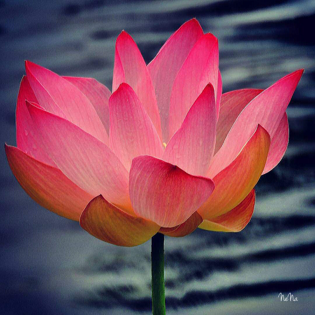 Flor de Lotus