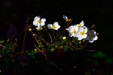 BLÜTEN