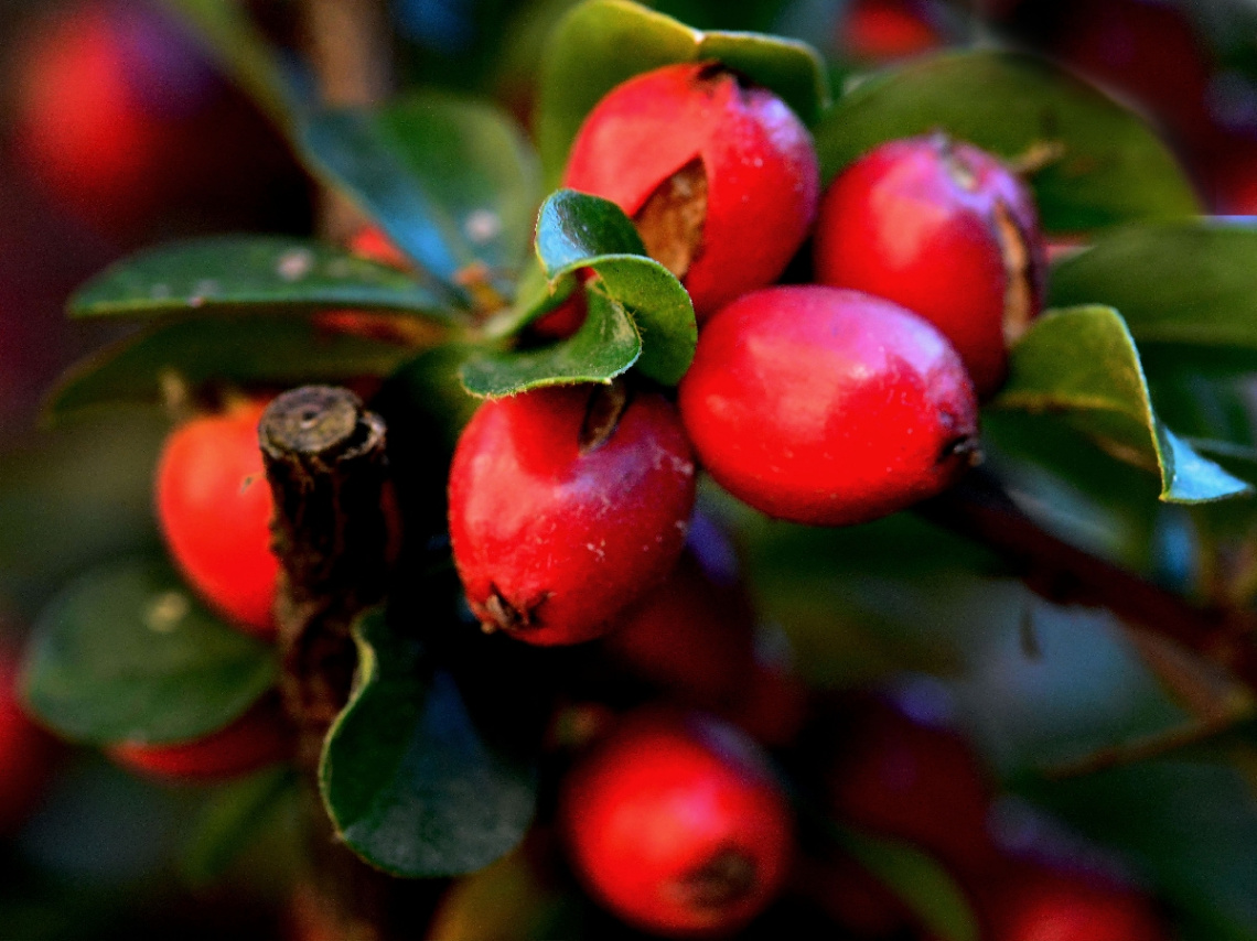 BEEREN