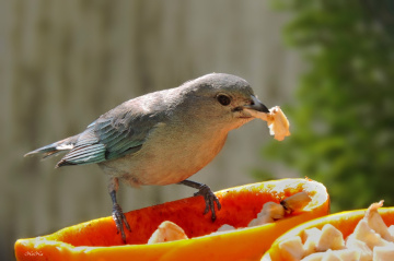 Sayaca Tanager