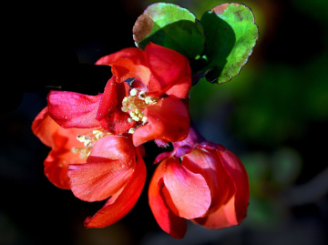 BLÜTEN