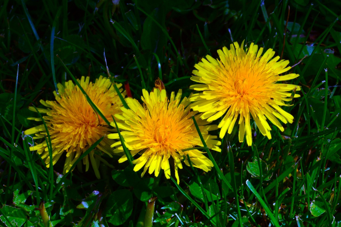 BLÜTEN