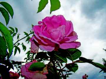 ROSEN