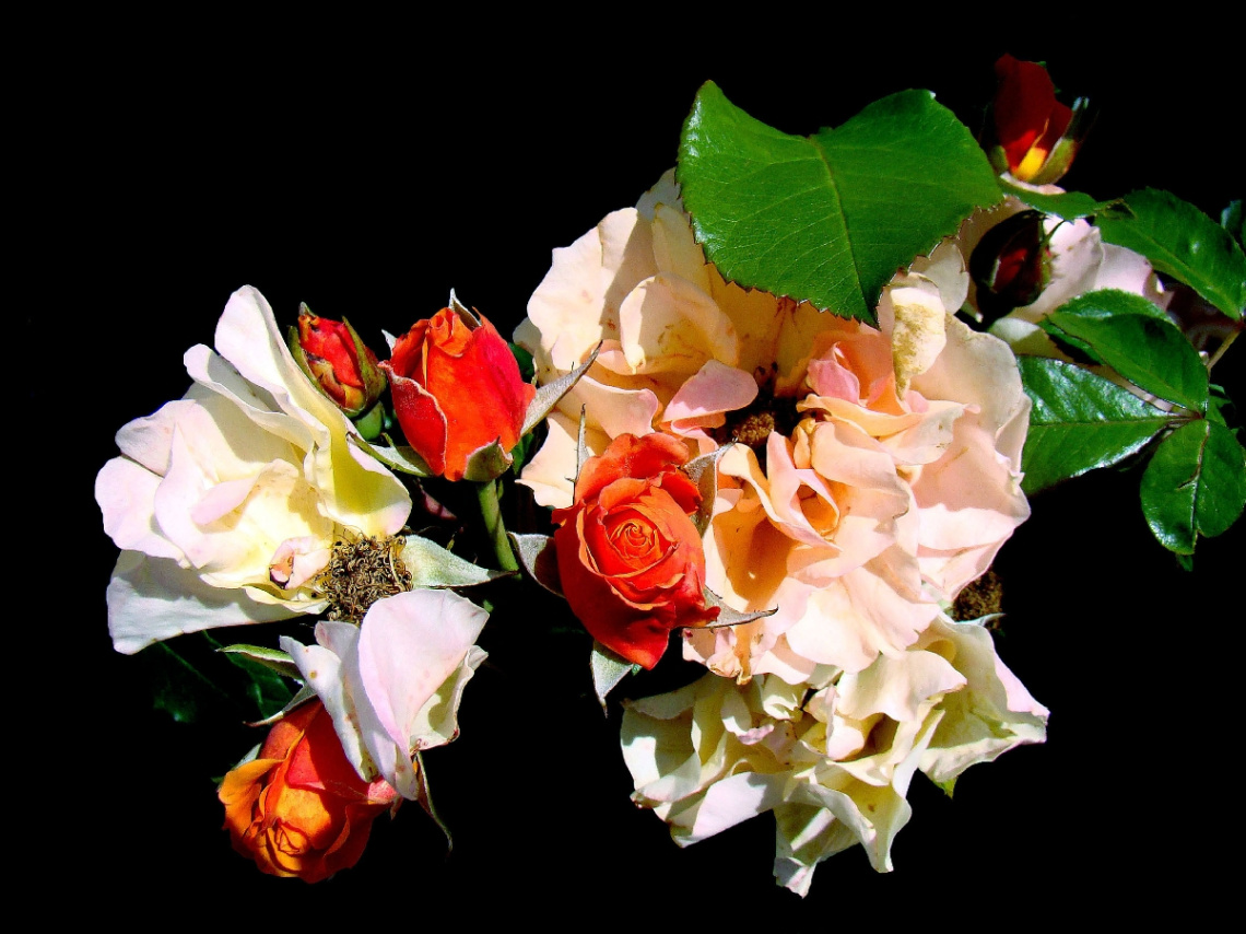 ROSEN