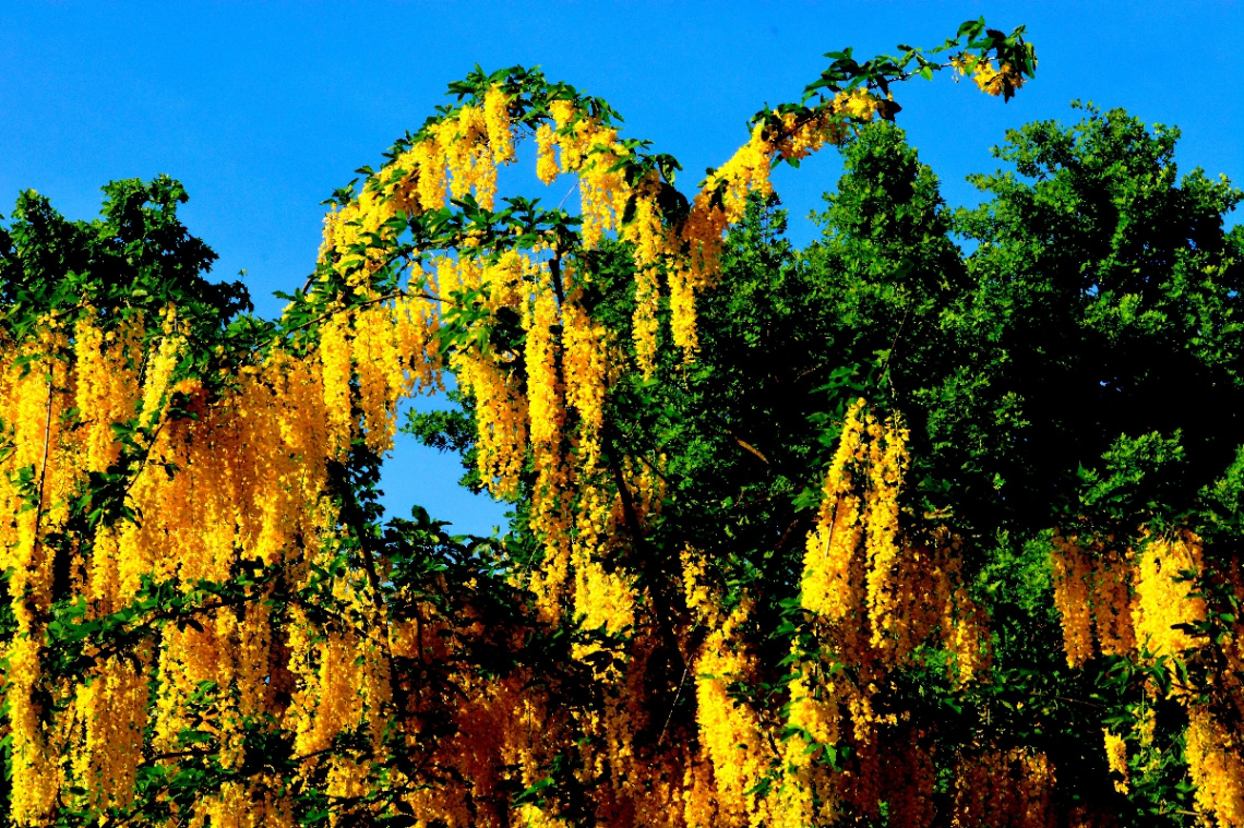 BLÜTEN