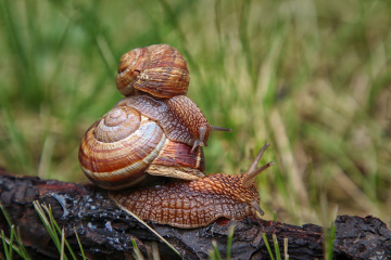 Post-rain snail games
