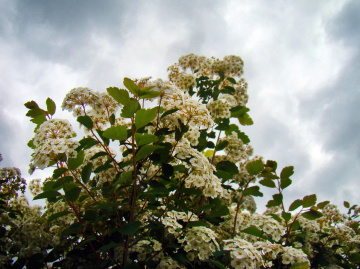 BLÜTEN
