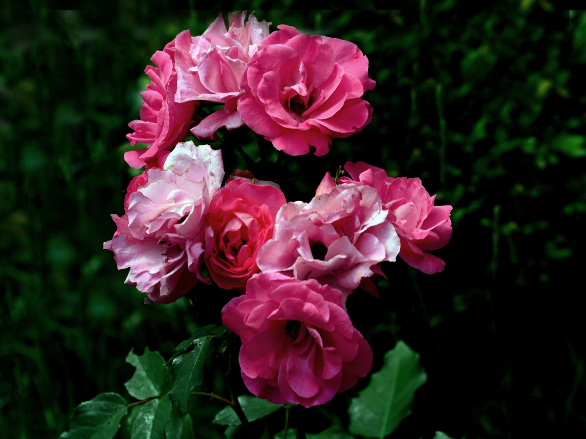 ROSEN