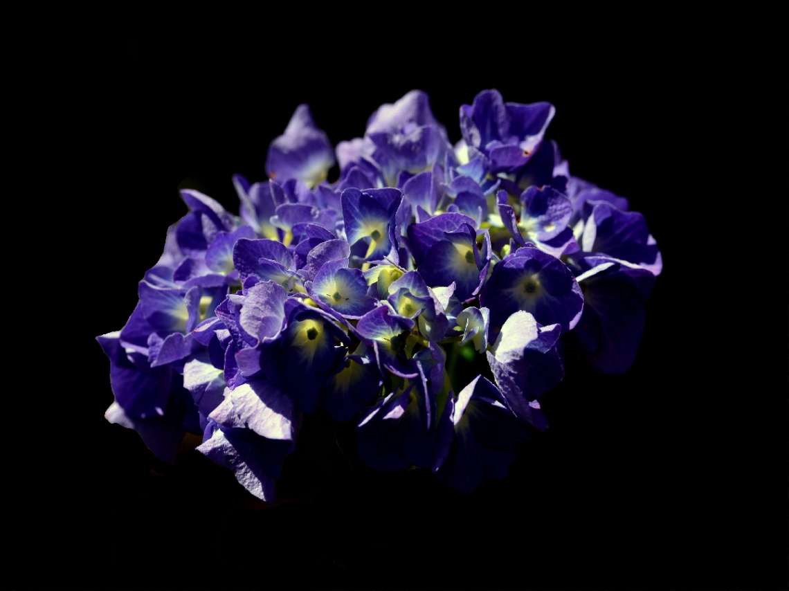 BLÜTEN