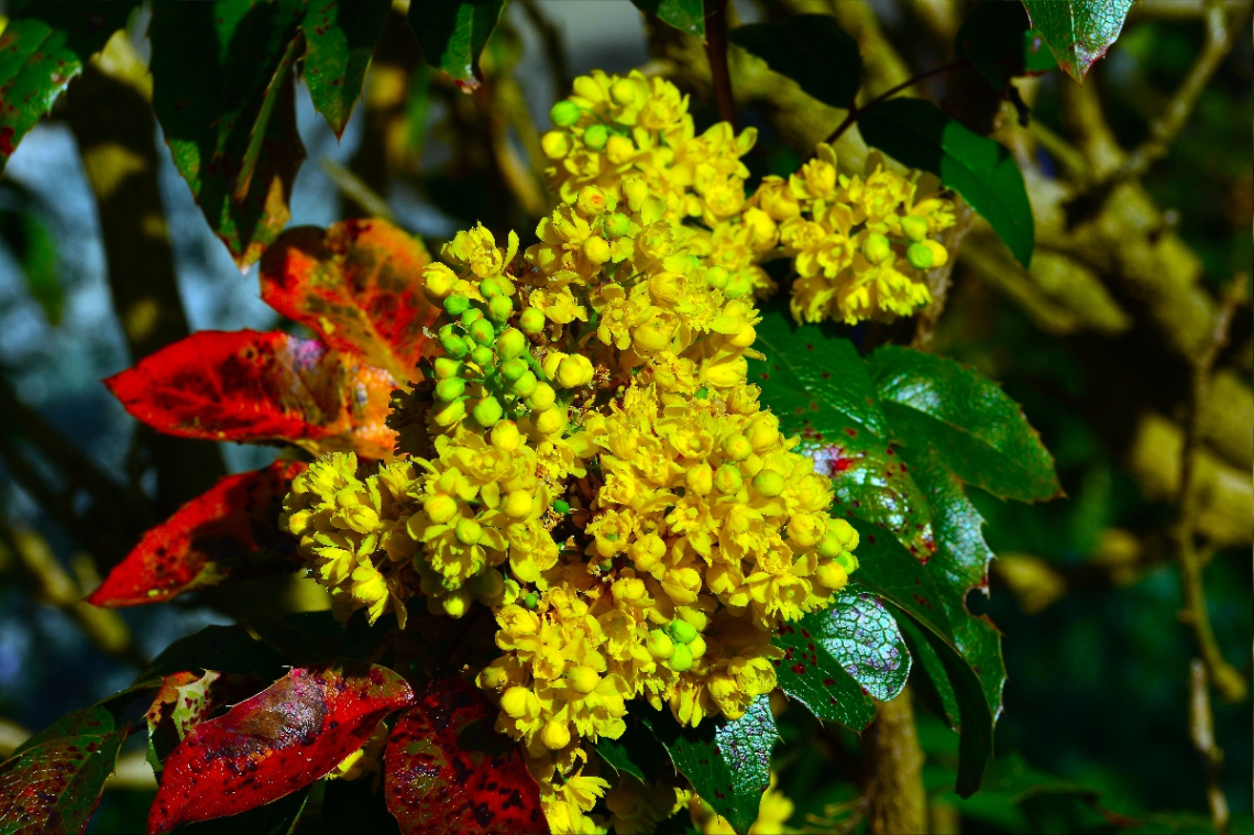BLÜTEN