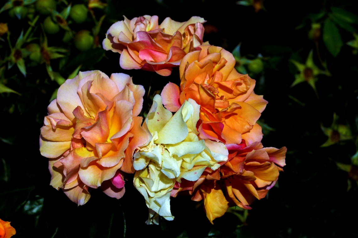 BLÜTEN