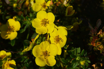 BLÜTEN