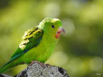 Open beak