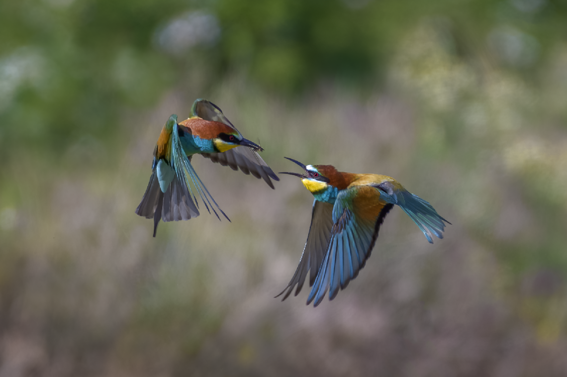 Merops apiaster