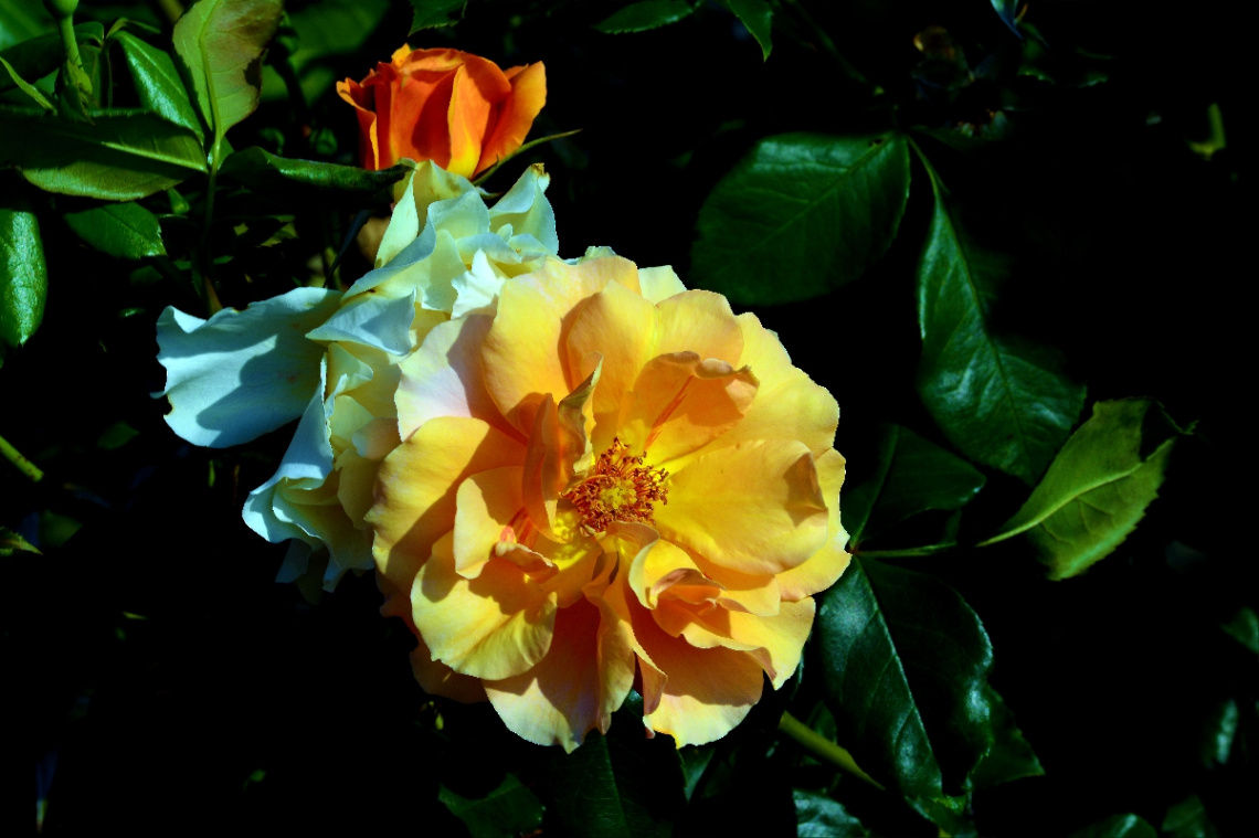 ROSEN
