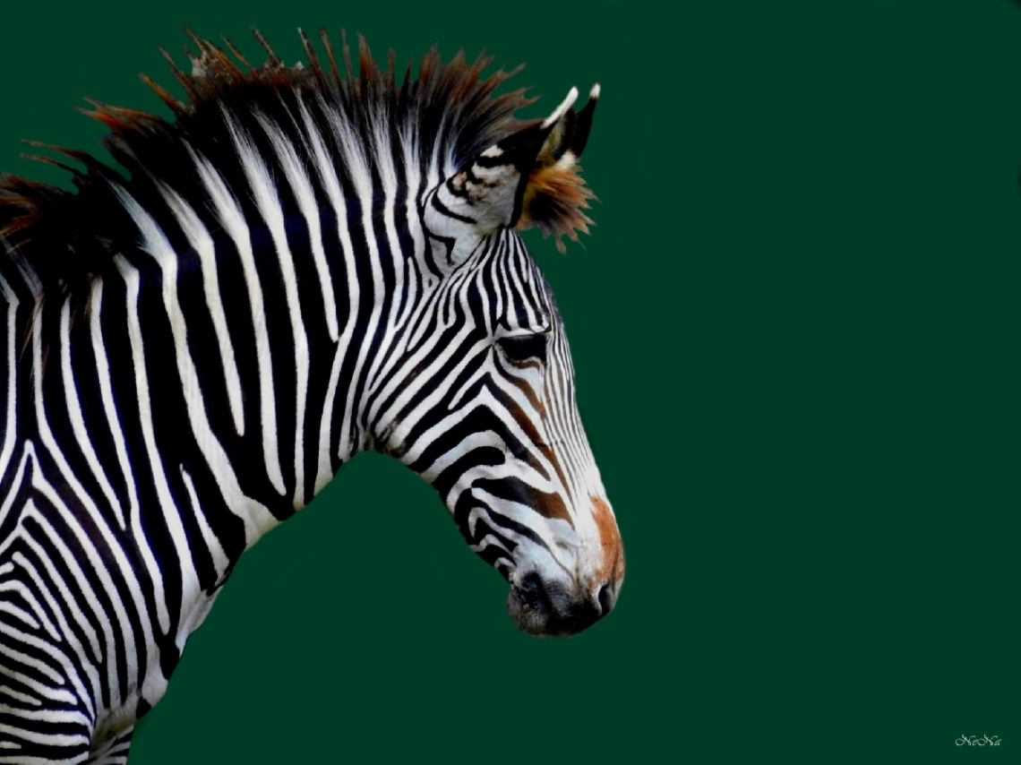 Zebra