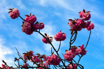 BLÜTEN