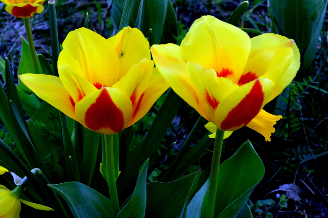TULPEN