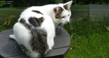 The neighbor's cat is looking for birds (3)