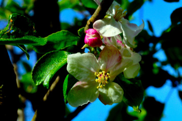 BLÜTEN