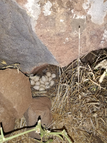 Bıldırcın yumurtası