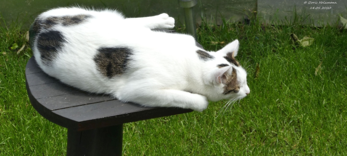 The neighbor's cat is looking for birds (5) 