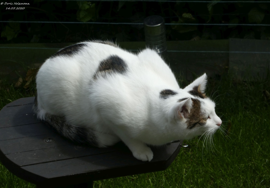 The neighbor's cat is looking for birds (4)