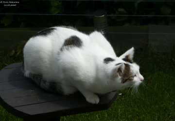 The neighbor's cat is looking for birds (4)