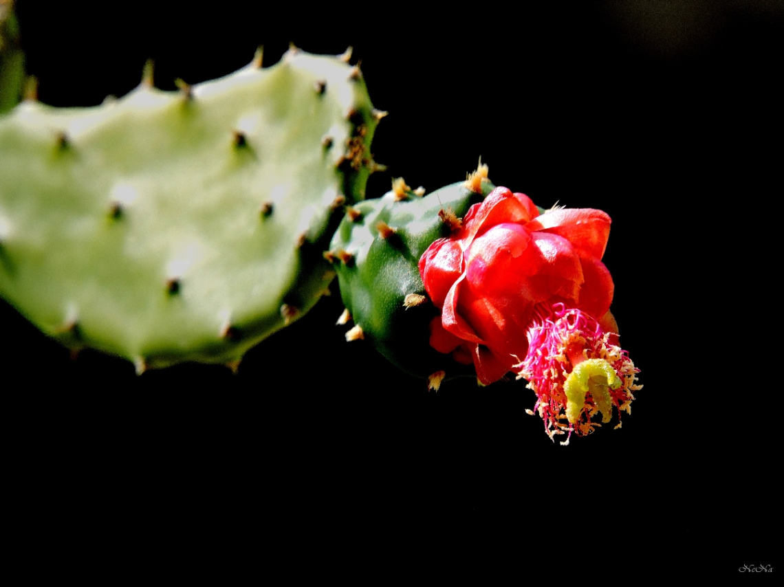 Cactus flower