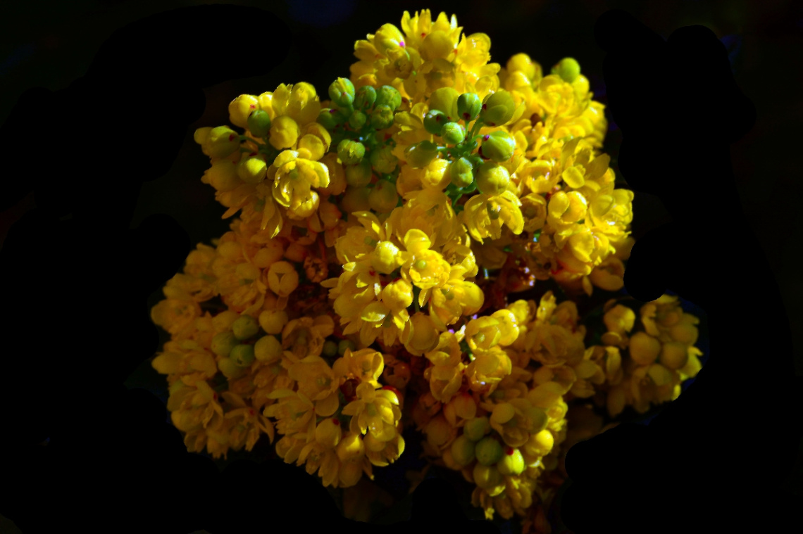 BLÜTEN