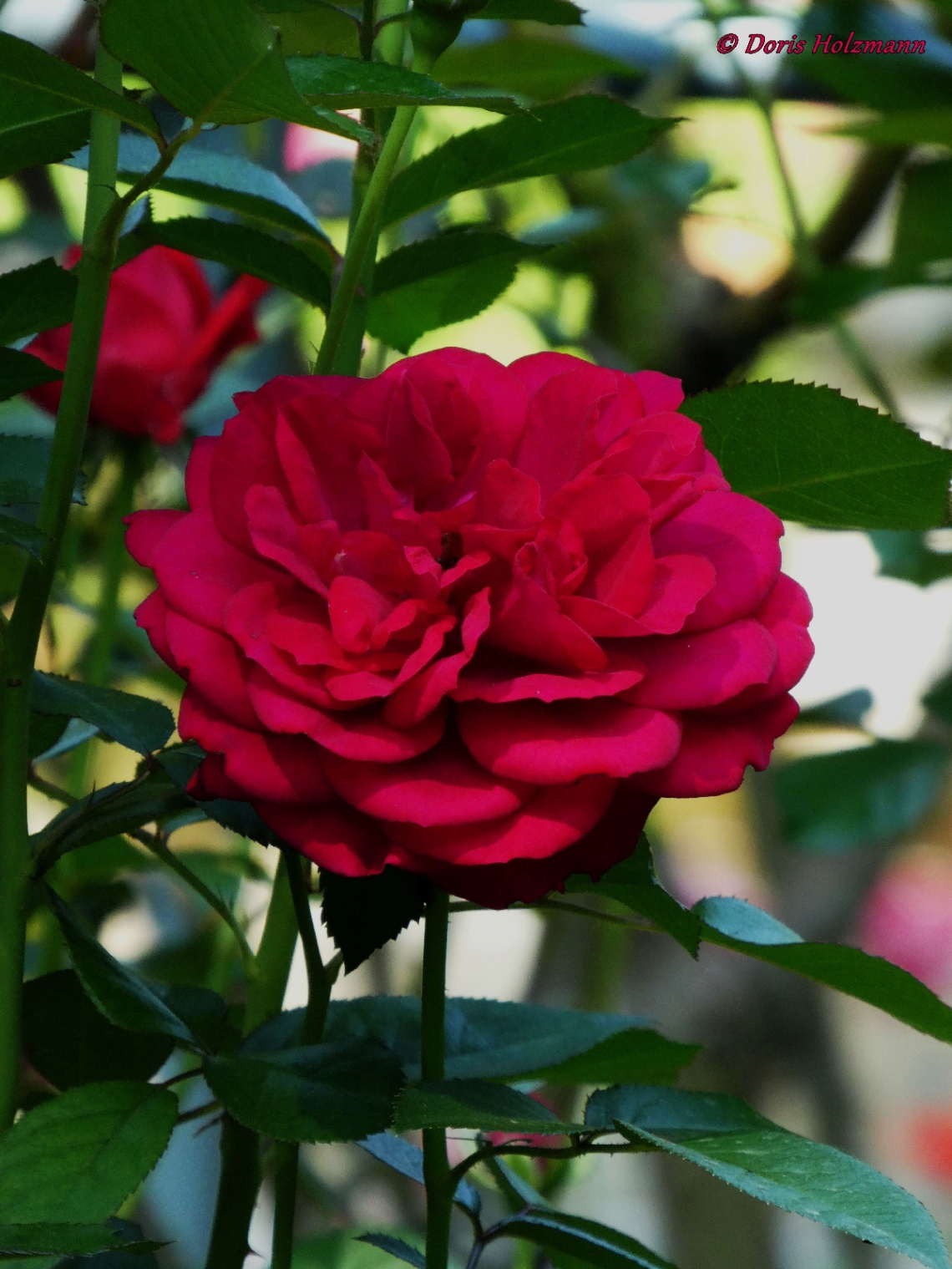 rose