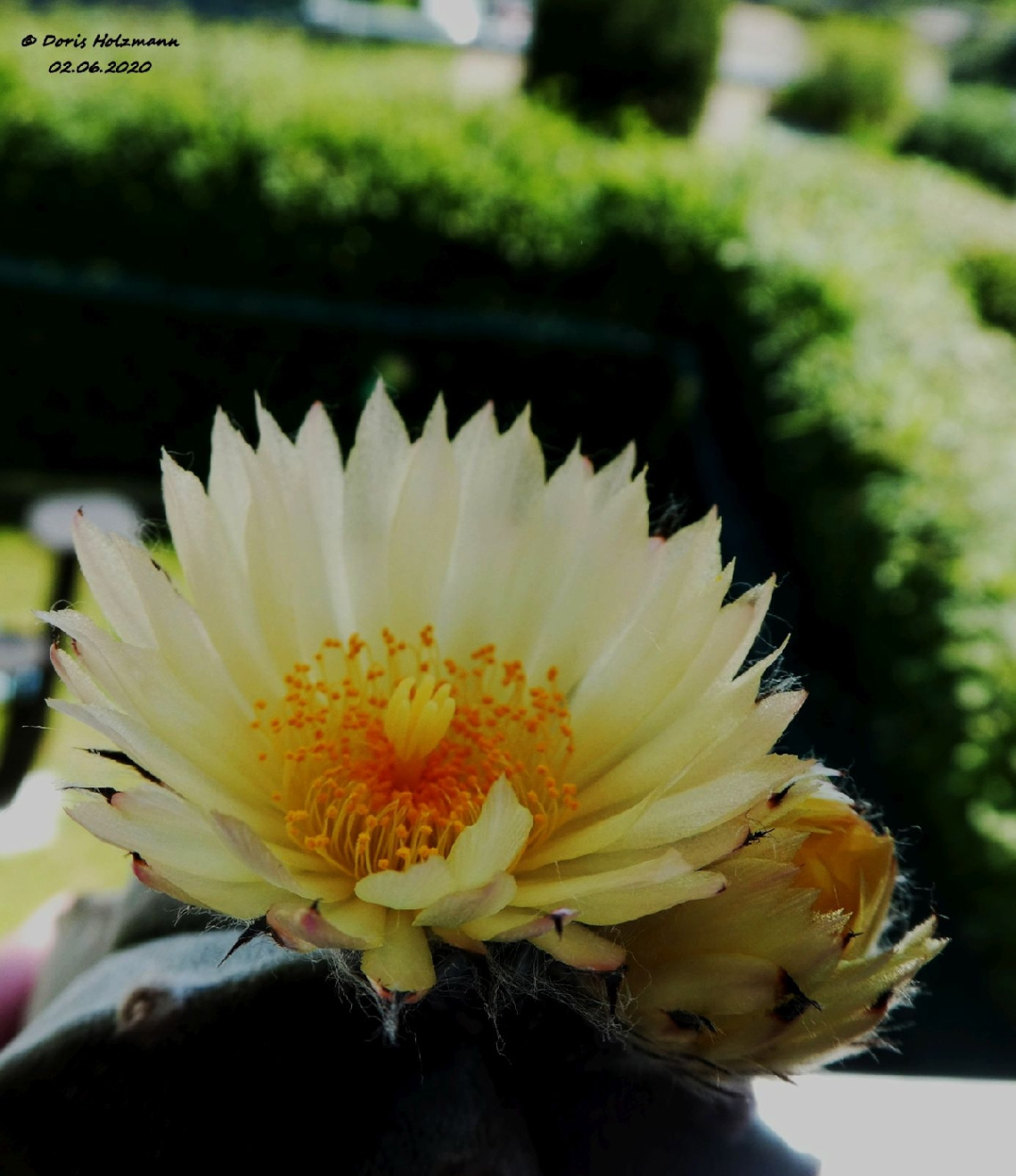 Cactus flowers