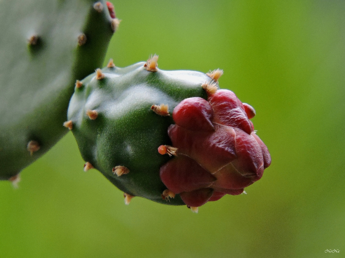 Cactus button