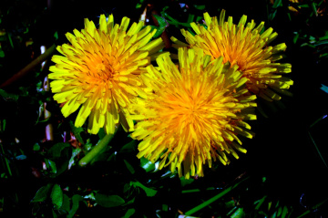 BLÜTEN