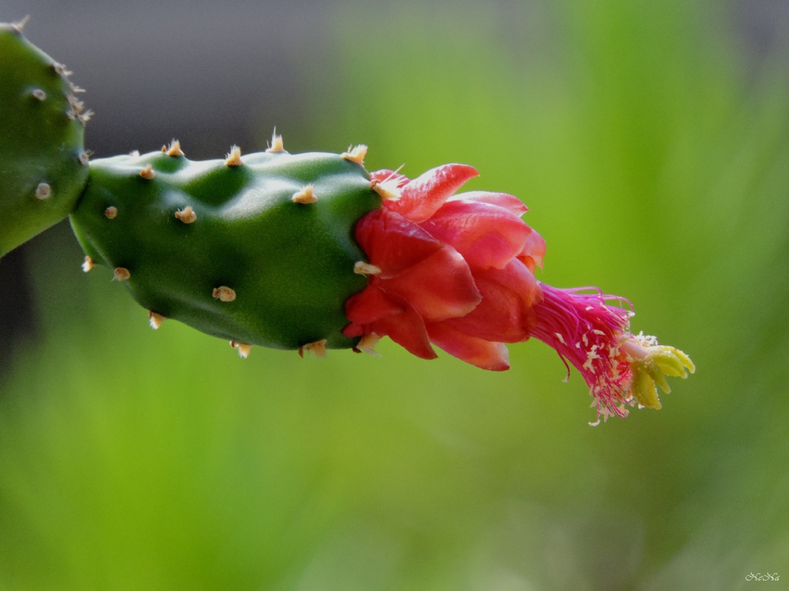 Cactus flowers