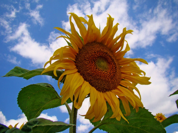 SONNENBLUME