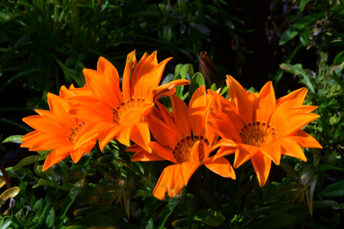 BLÜTEN
