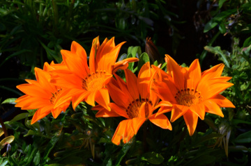BLÜTEN