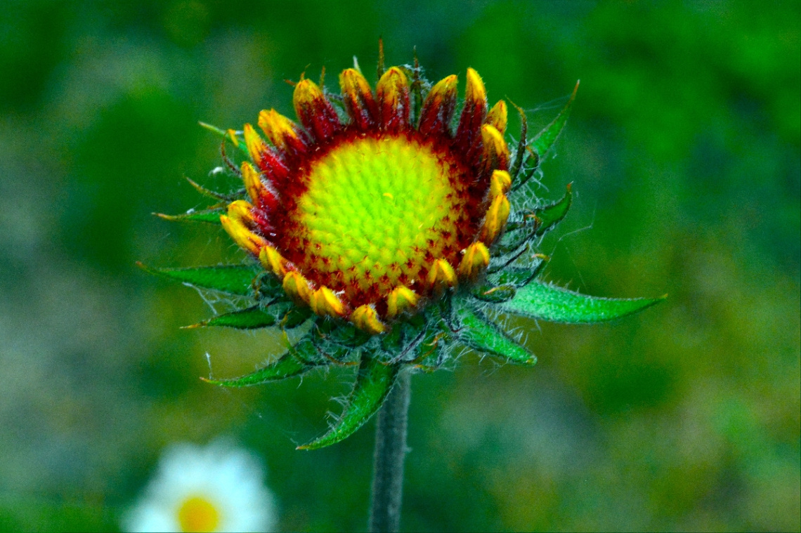 BLÜTE