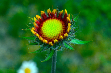 BLÜTE
